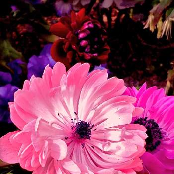 sora の物語の画像 by so.raさん | 玄関とアネモネと花のある暮らしとふりそそぐ光のなかでとsora の物語とピンクッション物語